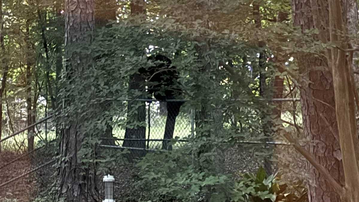 Black bear spotted in Clinton neighborhoods