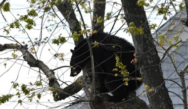 Bear comes down from tree in Albany after tranquilizer dart is fired