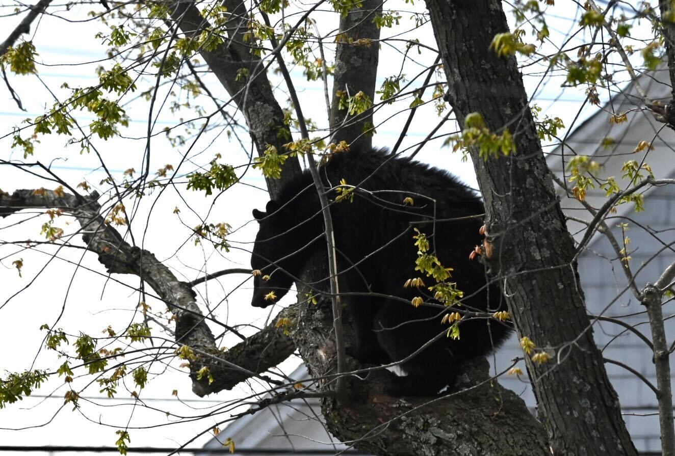 Bear comes down from tree in Albany after tranquilizer dart is fired