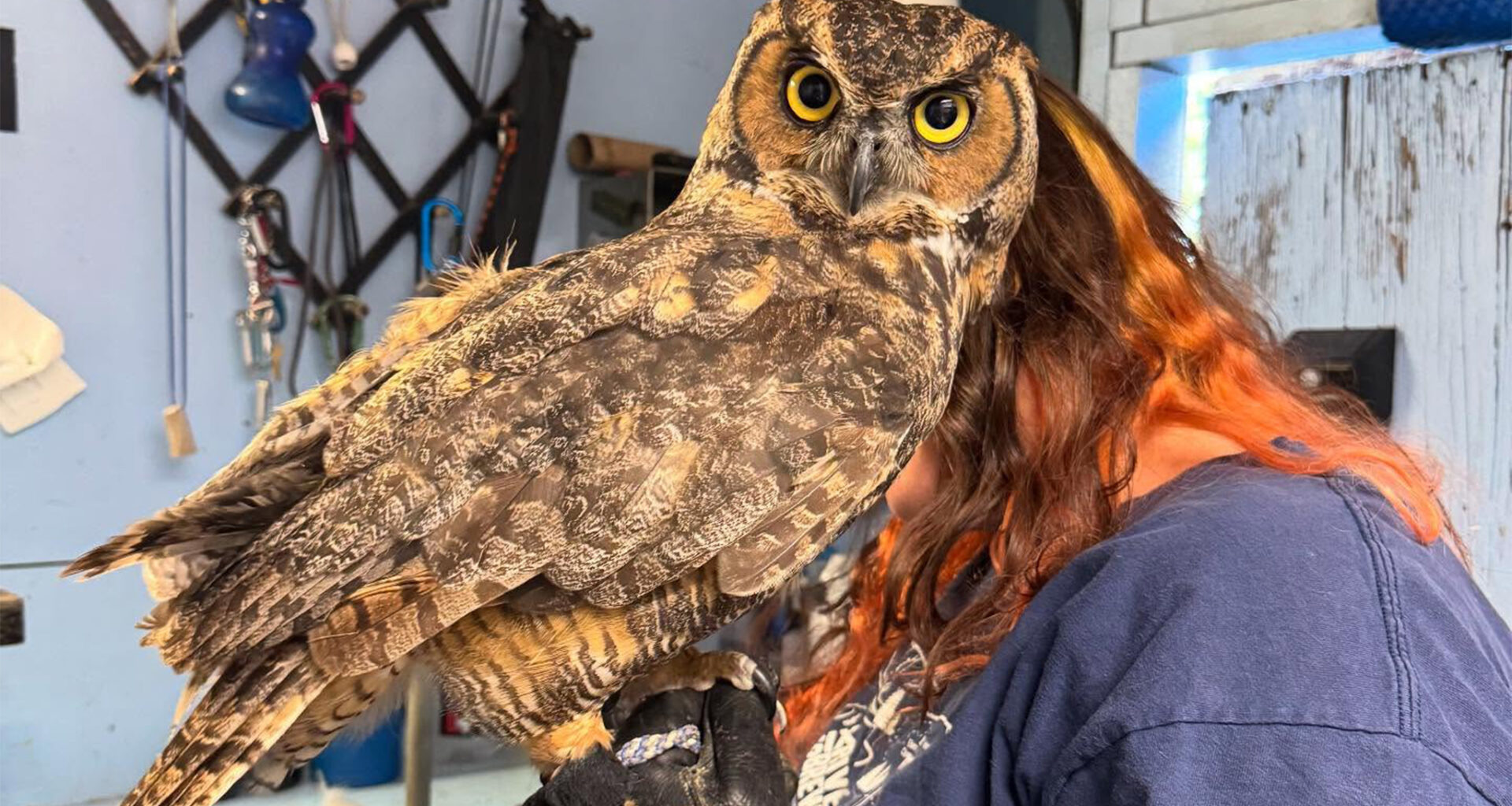 8 birds of prey saved after being released in bizarre NorCal crime