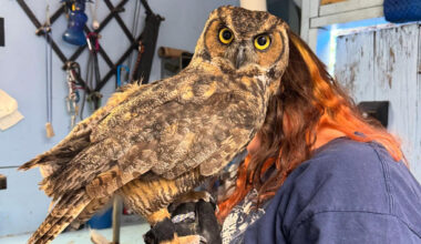 8 birds of prey saved after being released in bizarre NorCal crime