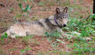 Federal agency accidentally killed 2 protected Oregon wolves last year, state report reveals