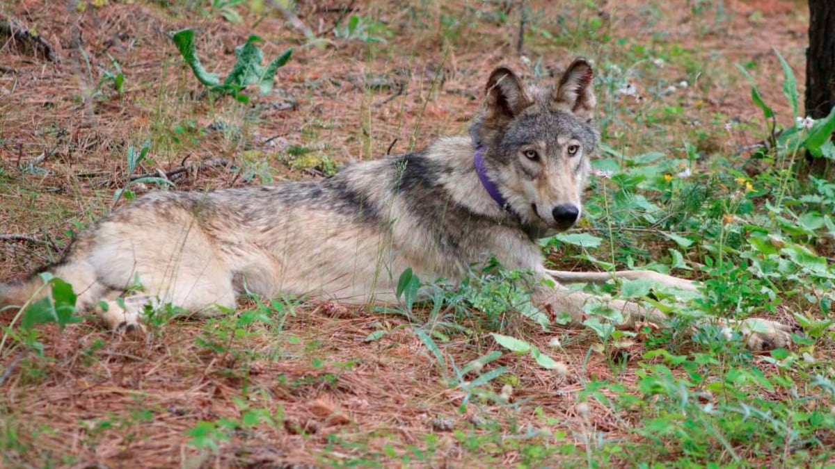 Federal agency accidentally killed 2 protected Oregon wolves last year, state report reveals