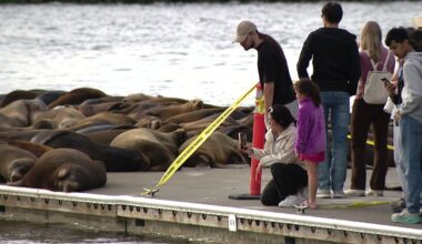 Those cute Seattle sea lions are still dangerous