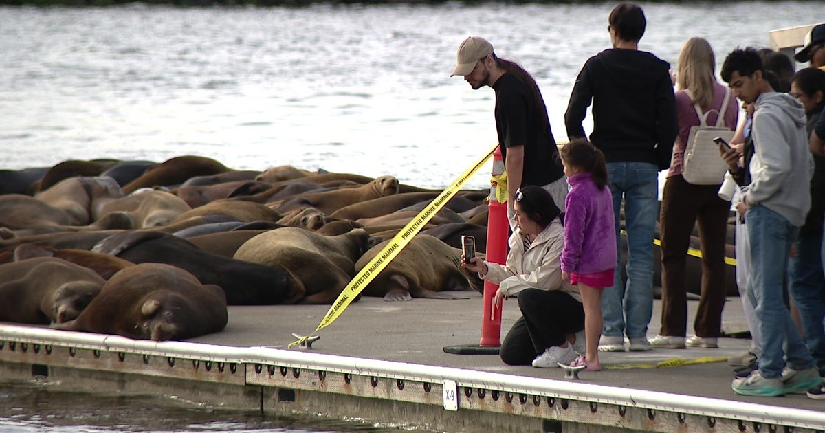 Those cute Seattle sea lions are still dangerous