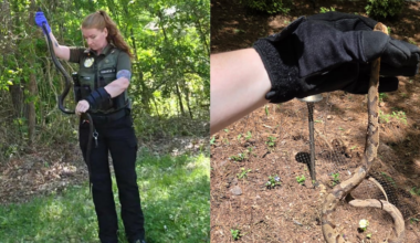 Copperhead, rat snake captured near Huntersville homes: See photos here