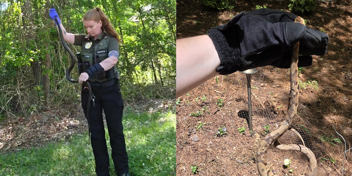 Copperhead, rat snake captured near Huntersville homes: See photos here