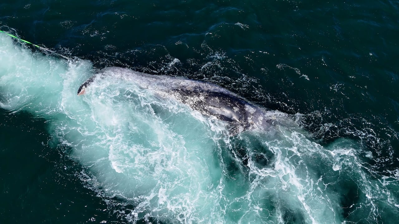 Dead whale towed through water