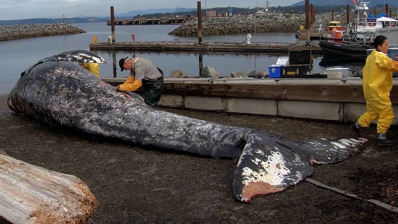 A man performs a necropsy on a washed-up dead whale.