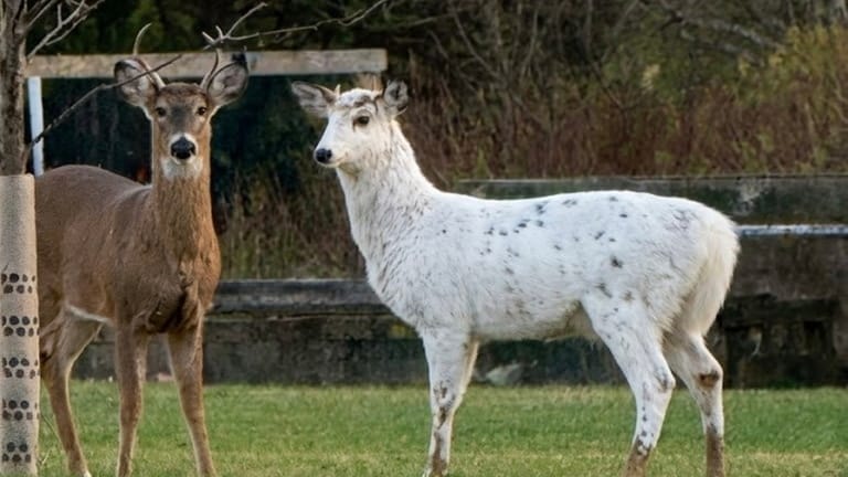 A white-tailed deer with leucism, which causes a loss of pigment,...