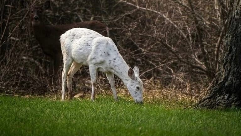 About 1% of deer have this genetic trait.