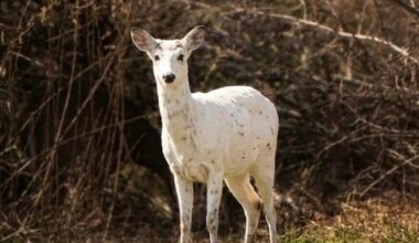 White deer with rare genetic trait spotted on eastern Long Island