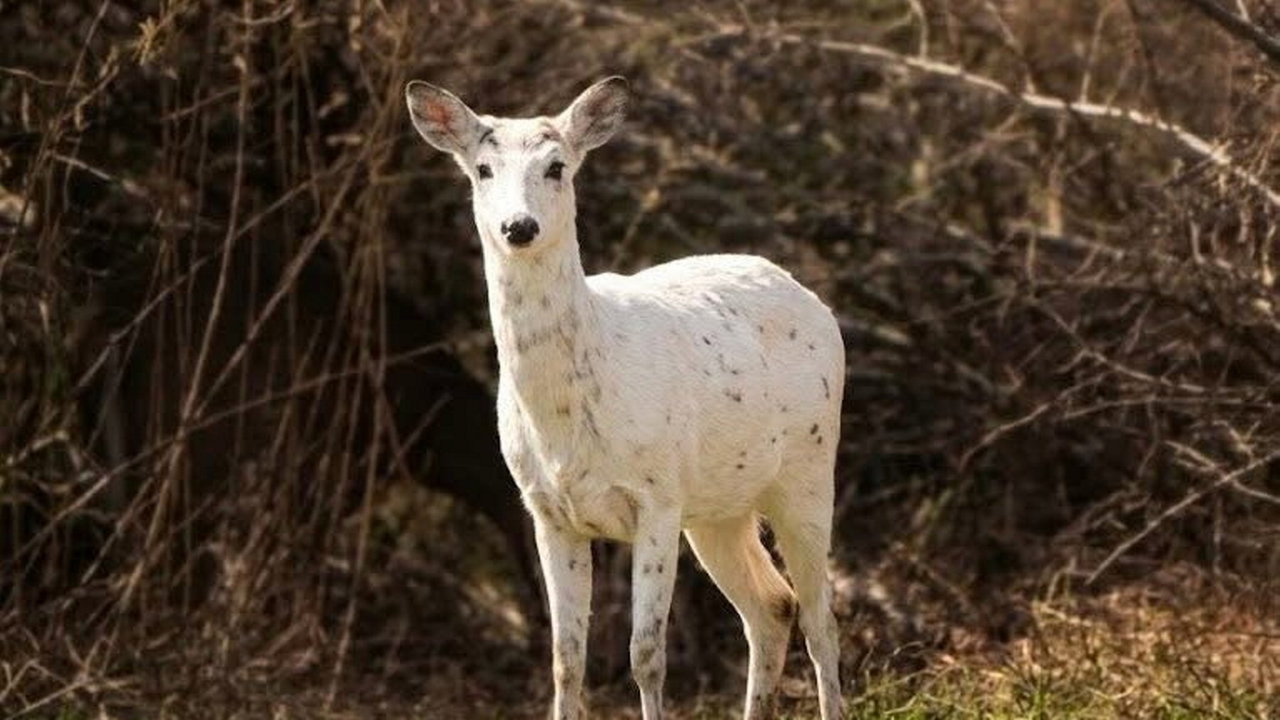 White deer with rare genetic trait spotted on eastern Long Island