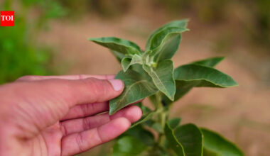 Ashwagandha Leaves Banned: FSSAI bans the use of Ashwagandha leaves in food products; here's why