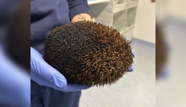 Woman Discovers A Burnt Lump Moving In Bonfire And Rushes To Get Help