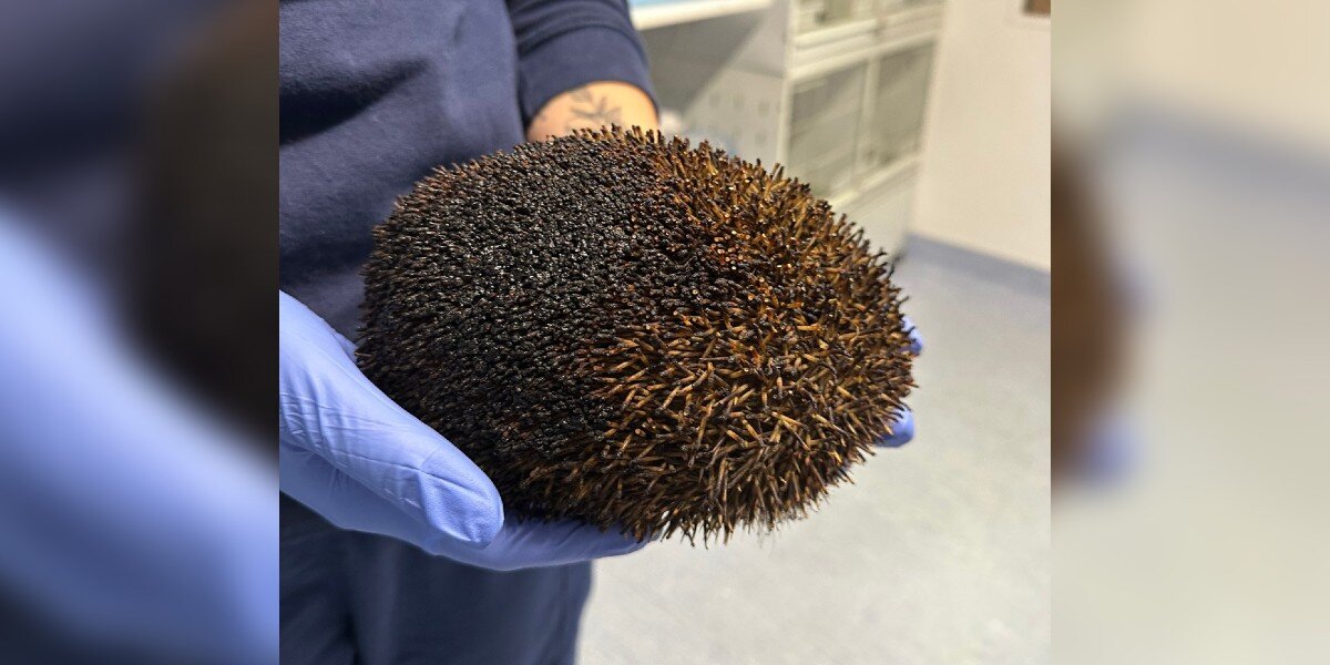 Woman Discovers A Burnt Lump Moving In Bonfire And Rushes To Get Help