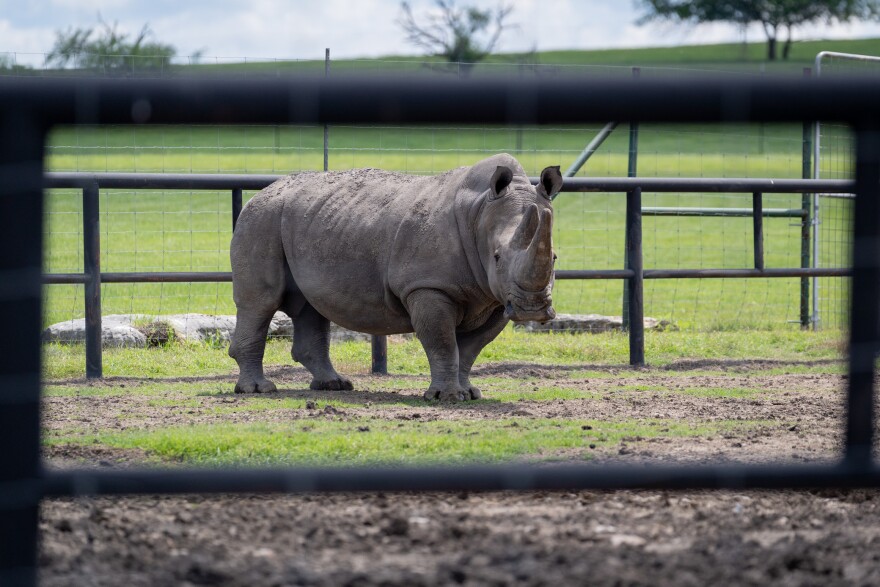 A white rhino resides on the land owned by the Texas Disposal Systems Landfill in Creedmoor, Texas on April 12, 2023.