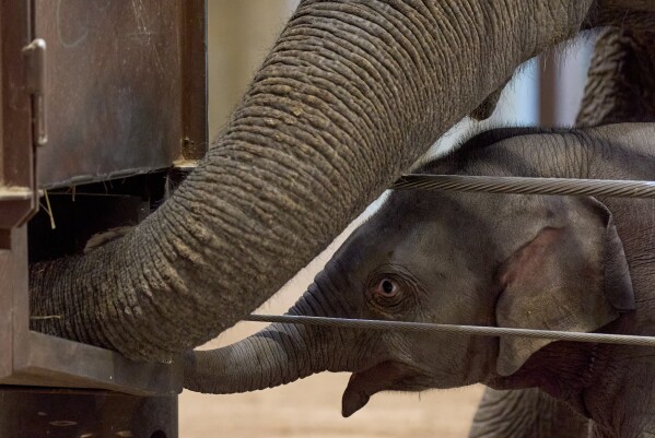 Linh Mai, a 10-week-old Asian elephant calf, copies "auntie" Swarna reaching into the hay feeder during her public debut at the National Zoo, in Washington, Wednesday, April 22, 2026. (AP Photo/Jacquelyn Martin, File)
