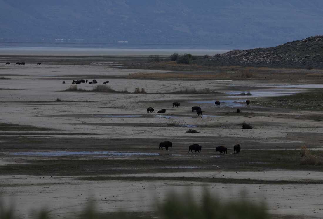 Bison walk on the dry lake bed of the Great Salt Lake on April 08, 2026 near Syracuse, Utah.