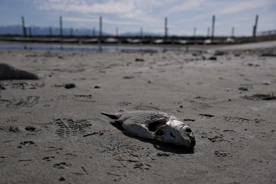 A dead carp lies on the banks of the Great Salt Lake on April 08, 2026 near Syracuse, Utah.