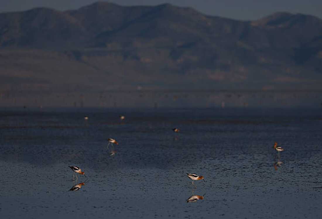 American Avocets walk along the banks of the Great Salt Lake on April 08, 2026 near Syracuse, Utah.