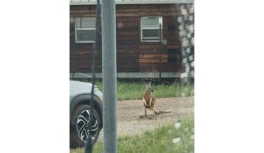 Kangaroo sighting near DFW sparked questions about exotic animals