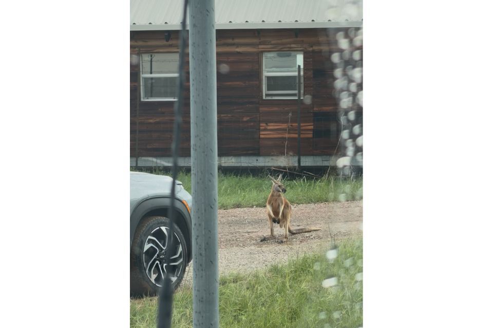 Kangaroo sighting near DFW sparked questions about exotic animals