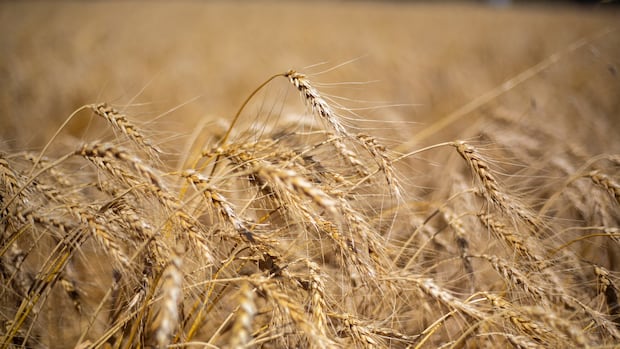 'Recovering farmer' advocates for mental health support in agriculture