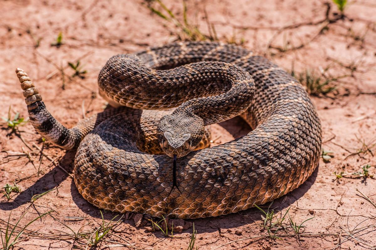Most rattlesnake-infested areas in SoCal — here's where to avoid