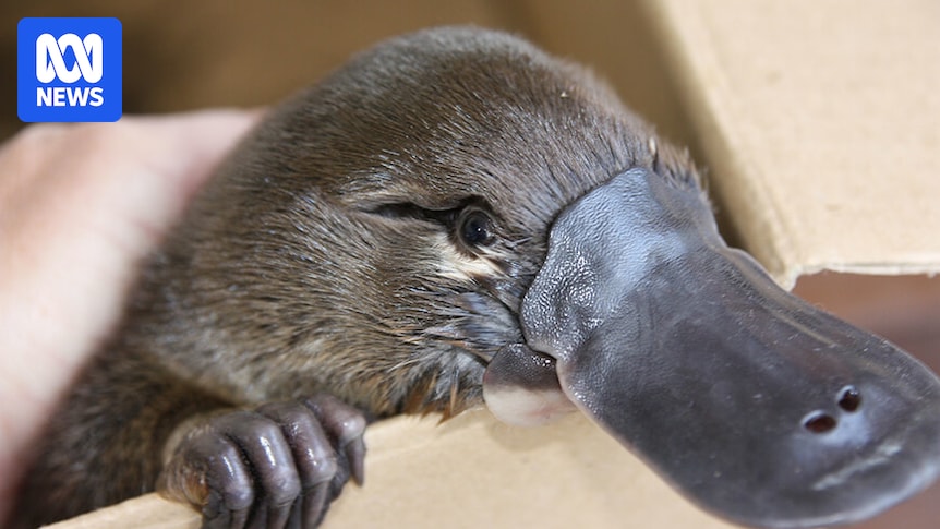 Platypuses need threatened species recognition in NSW, researcher says