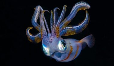 A-Z Animals Articles