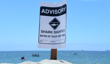 Surf contest postponed as warm Pacific drives unusual shark behavior