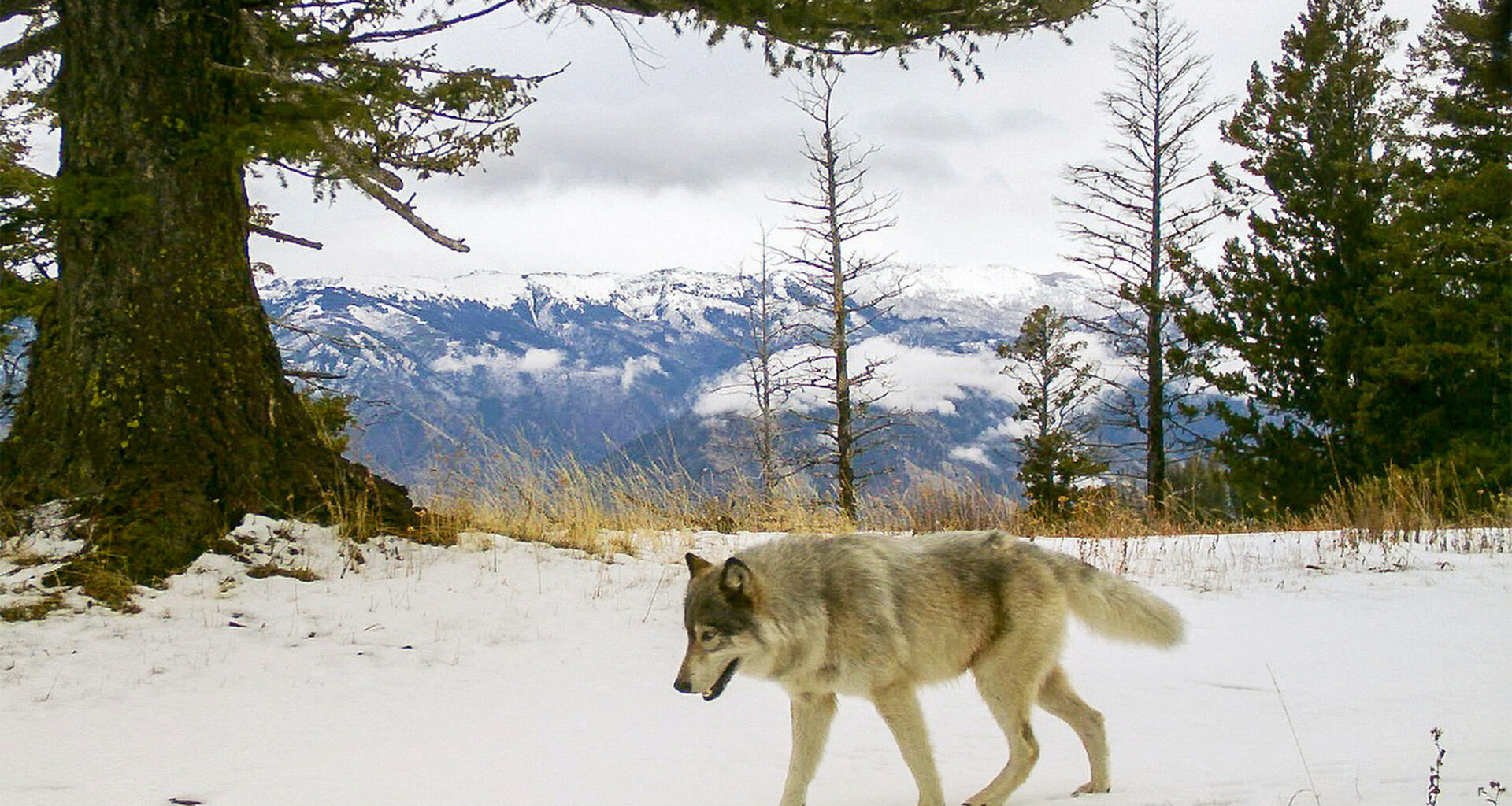 Federal agents shot and killed two endangered wolves in Oregon
