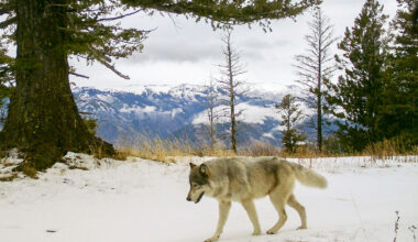 Federal agents shot and killed two endangered wolves in Oregon
