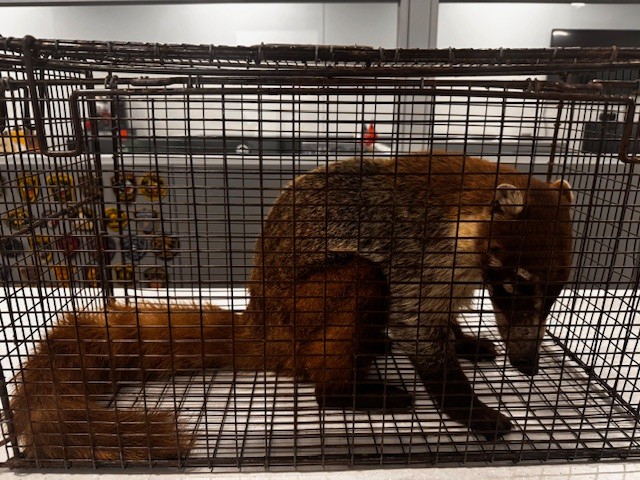 Rare Texas mammal makes surprise appearance in the Hill Country