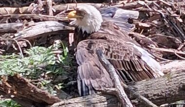 Injured bald eagle found in Butler; bird of prey gets necessary care