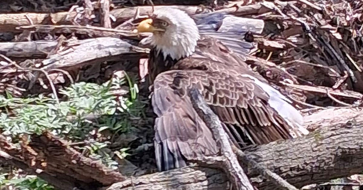 Injured bald eagle found in Butler; bird of prey gets necessary care