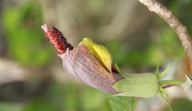 Several Hawaiian plant species newly discovered, rediscovered during Native Plant Month : Big Island Now