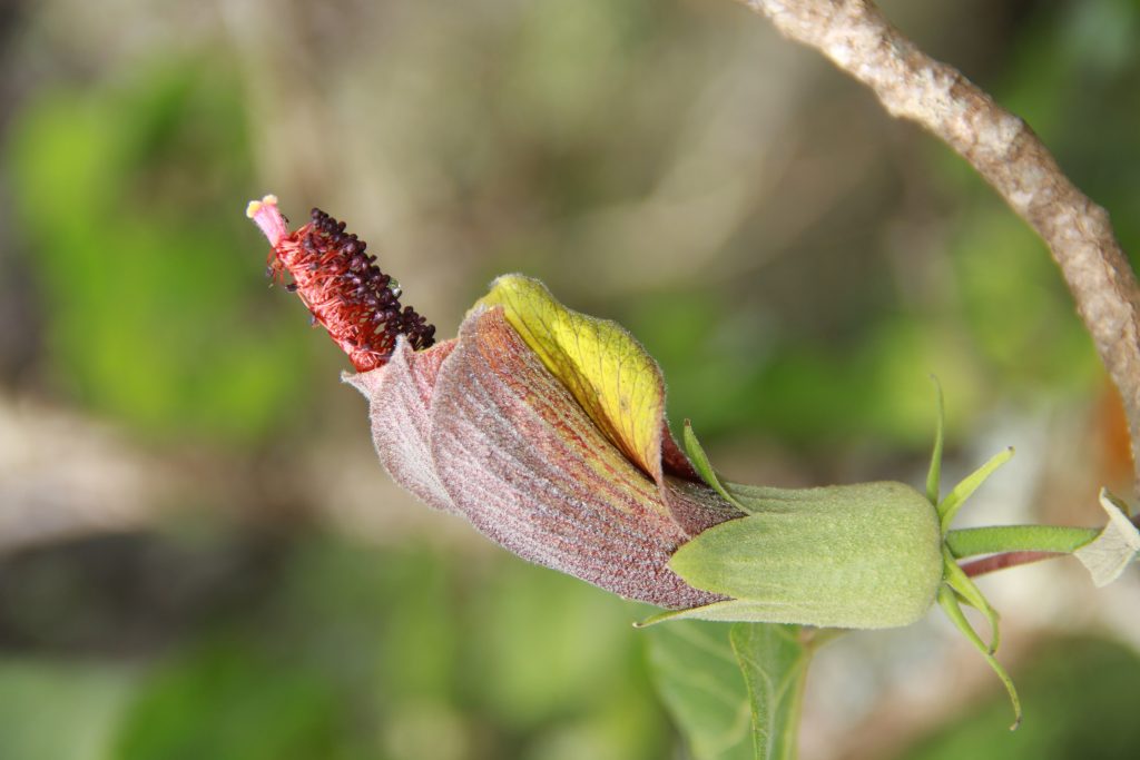 Several Hawaiian plant species newly discovered, rediscovered during Native Plant Month : Big Island Now