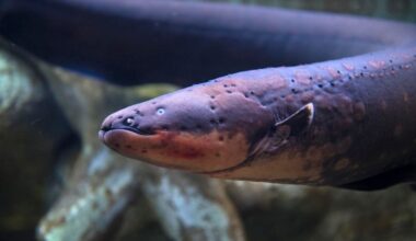 Meet The Eel That Generates 800V — A Biologist Explains How It Doesn’t Electrocute Itself