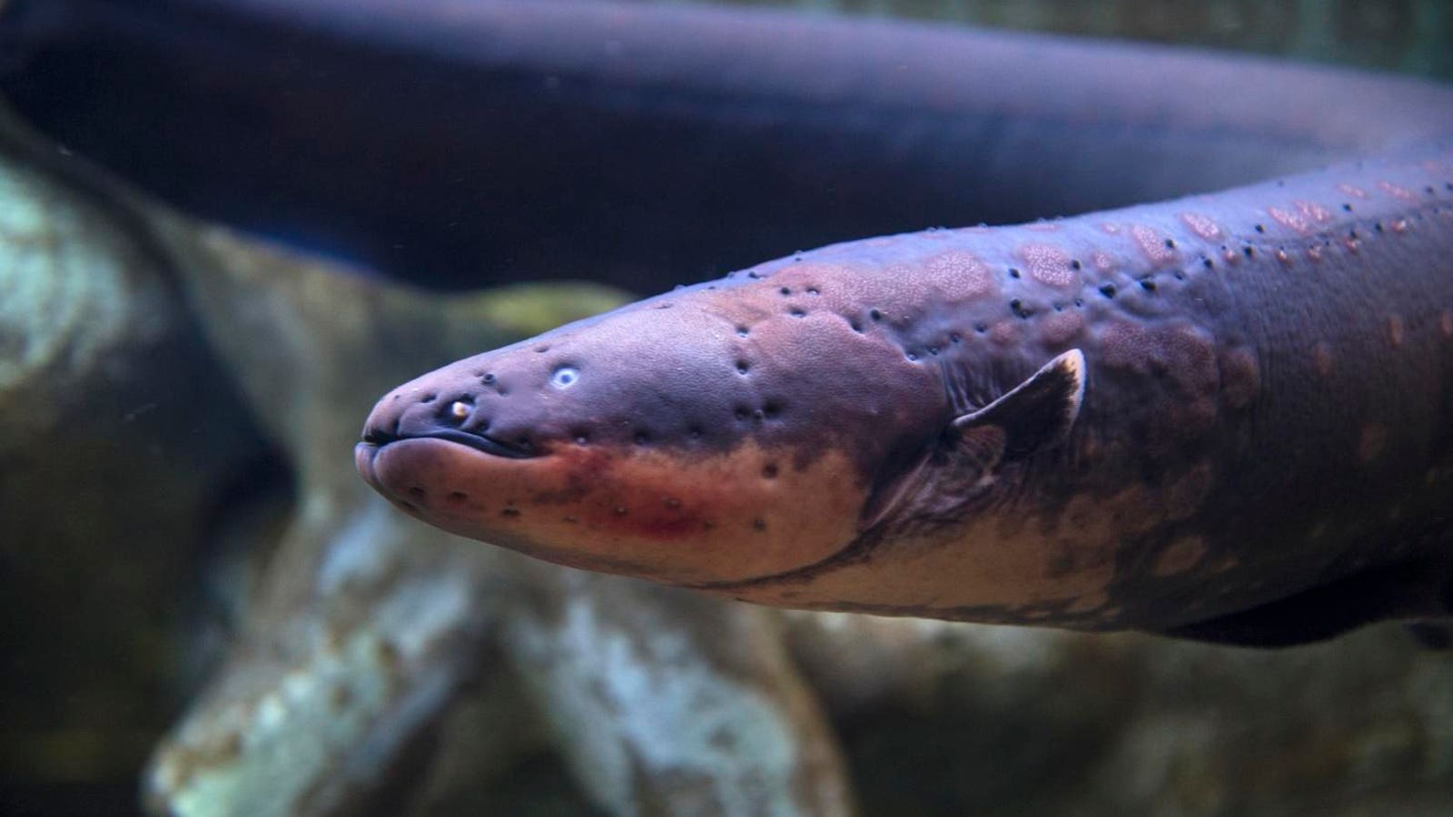 Meet The Eel That Generates 800V — A Biologist Explains How It Doesn’t Electrocute Itself