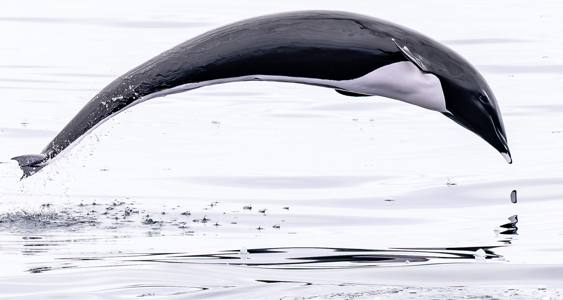 Rare sea mammal just appeared off in Monterey Bay