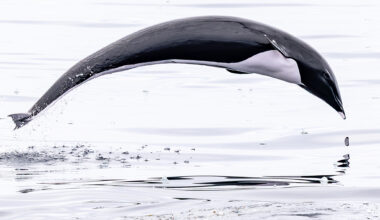 Rare sea mammal just appeared off in Monterey Bay
