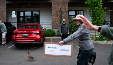 Milwaukie mallard gets her 14 ducklings from a balcony to a pond — with some help