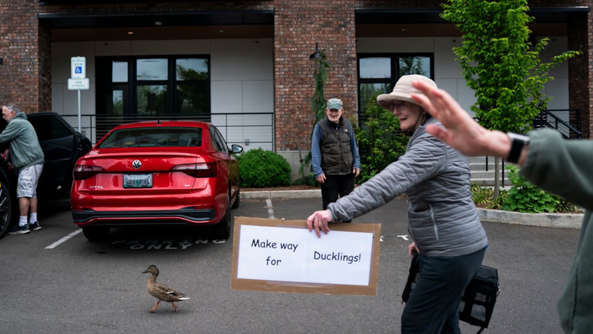 Milwaukie mallard gets her 14 ducklings from a balcony to a pond — with some help