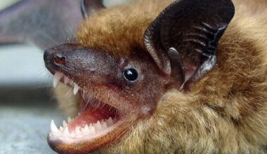 Public warned after bat tests positive for rabies in southern Utah