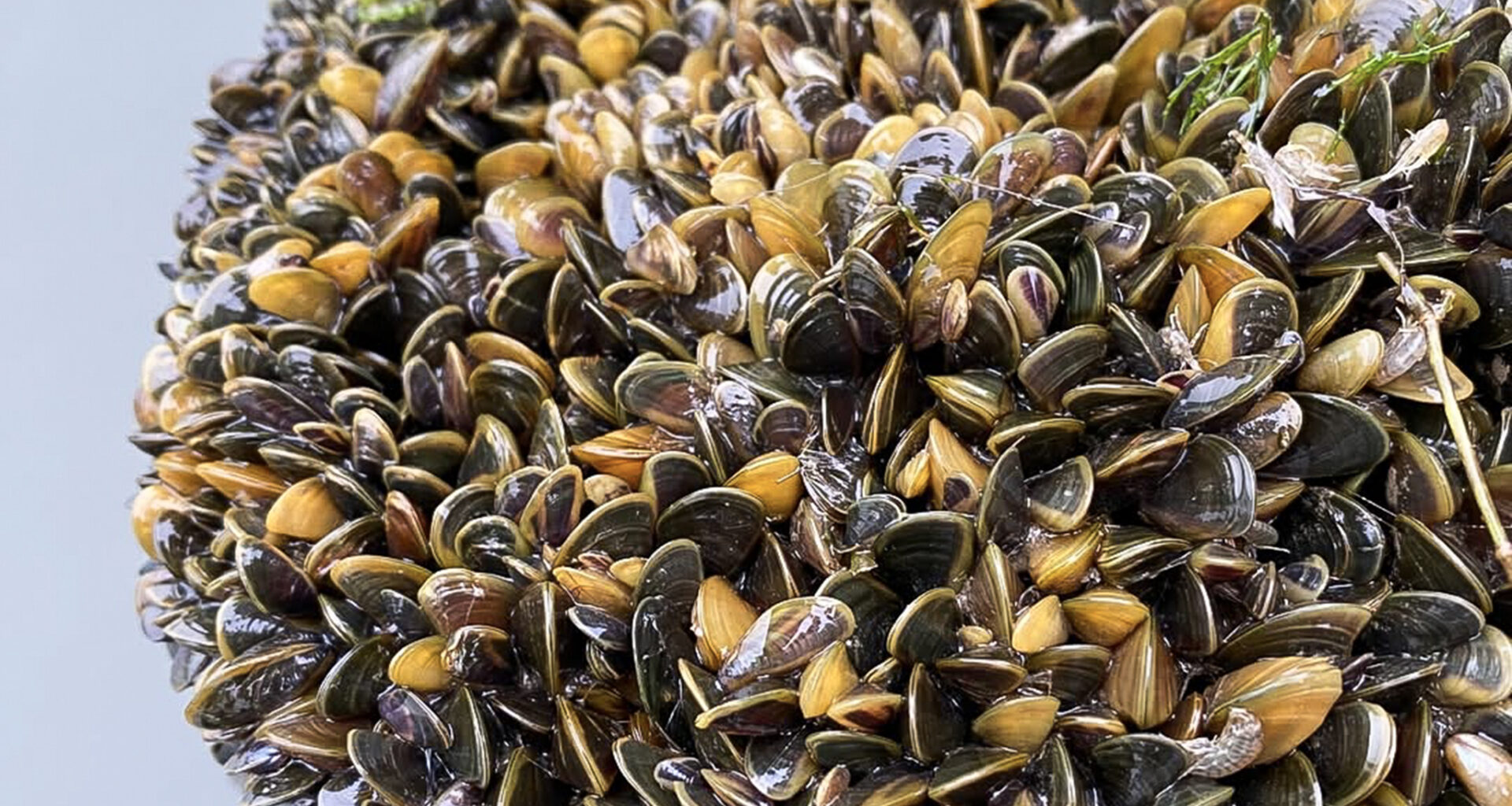 Emergency declared in Central Valley county over invasive species