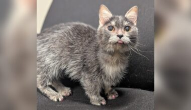 Tiny Munchkin Cat Arrives At Rescue And Staff Discover She’s A Medical Mystery