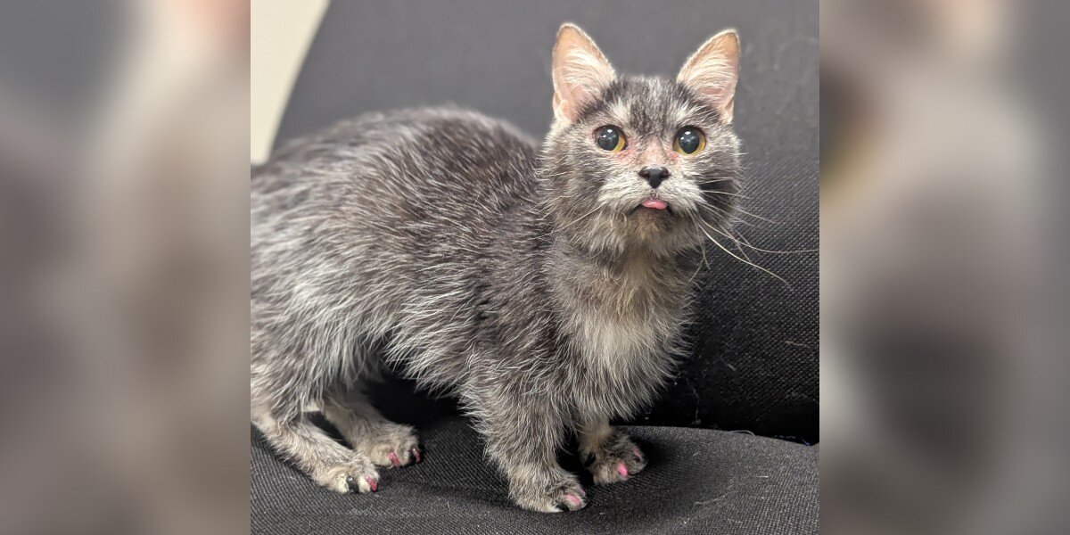 Tiny Munchkin Cat Arrives At Rescue And Staff Discover She’s A Medical Mystery