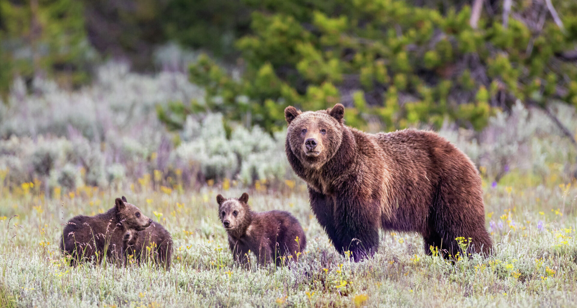 Push to bring grizzly bears back to California faces backlash